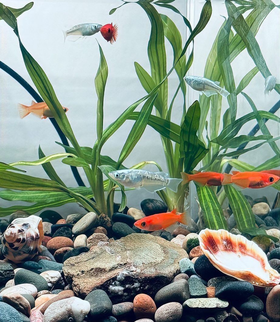 黃山魚缸維護，黃山地區的魚缸如何維護？