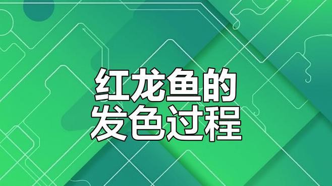 如何判斷印尼小紅龍是否開始發色？，判斷印尼小紅龍是否開始發色可從多方面觀察