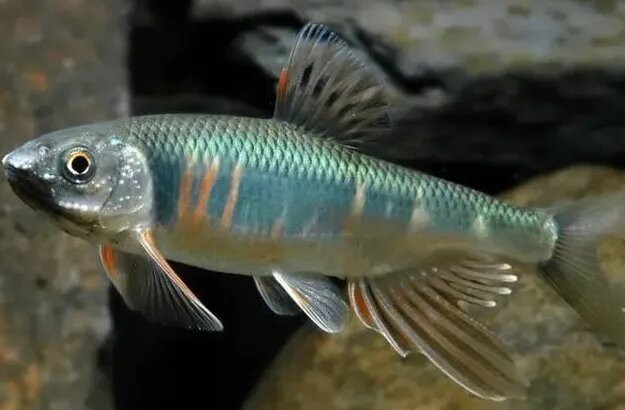 漢陰龍魚店，安康漢陰龍魚店一日游攻略漢陰縣有龍魚養殖場嗎