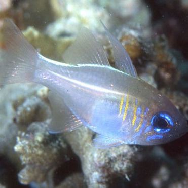 玫瑰魚是什么魚，海中“紅玫瑰”如何“游進(jìn)”千家萬戶央廣網(wǎng)