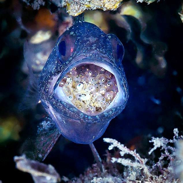 玫瑰魚是什么魚，海中“紅玫瑰”如何“游進”千家萬戶央廣網