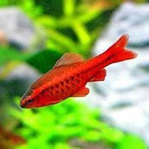 玫瑰魚是什么魚，海中“紅玫瑰”如何“游進(jìn)”千家萬戶央廣網(wǎng)