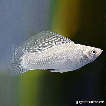 瑪麗魚咬魚要警惕四種病,瑪麗魚出現咬魚行為時需警惕6大原因+21個救命技巧 龍魚百科 第6張 瑪麗魚咬魚要警惕四種病,瑪麗魚出現咬魚行為時需警惕6大原因+21個救命技巧 瑪麗魚咬魚要警惕四種病,瑪麗魚出現咬魚行為時需警惕6大原因+21個救命技巧 龍魚百科 第6張