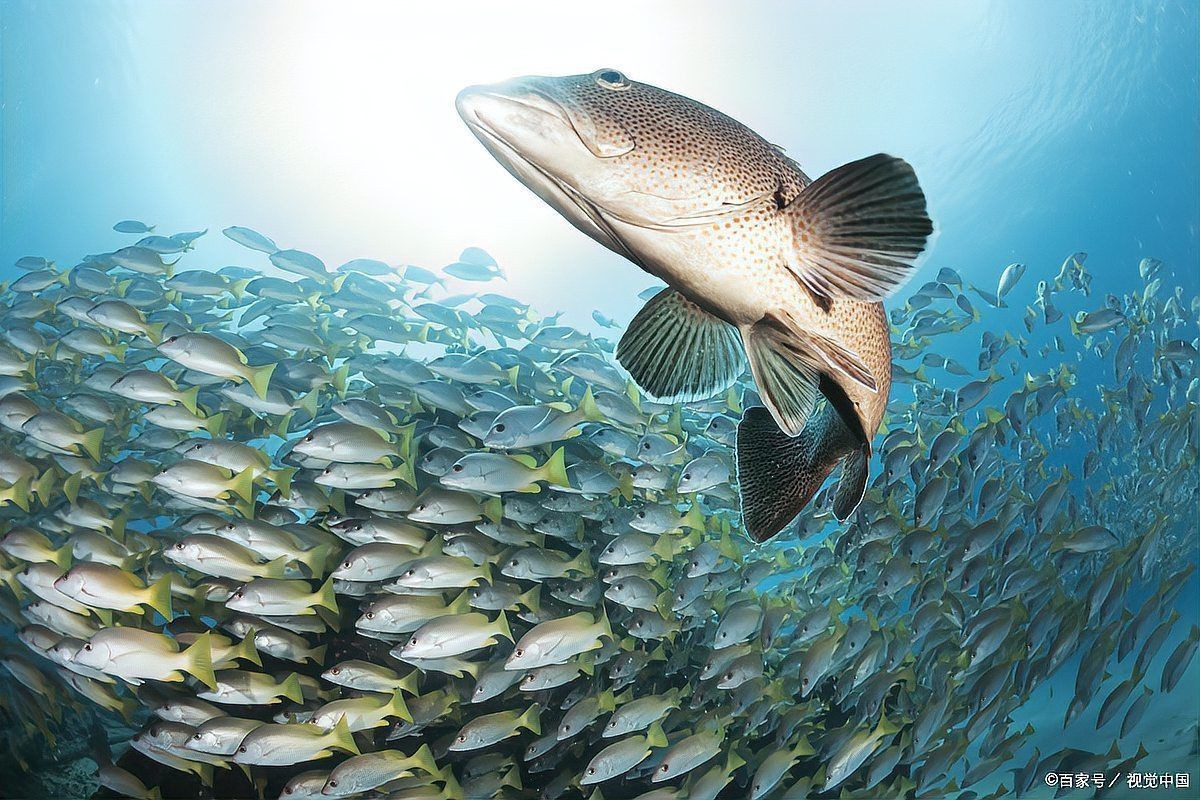 瑪麗魚咬魚要警惕四種病,瑪麗魚出現咬魚行為時需警惕6大原因+21個救命技巧 龍魚百科 第1張 瑪麗魚咬魚要警惕四種病,瑪麗魚出現咬魚行為時需警惕6大原因+21個救命技巧 瑪麗魚咬魚要警惕四種病,瑪麗魚出現咬魚行為時需警惕6大原因+21個救命技巧 龍魚百科 第1張