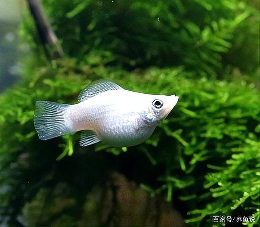 瑪麗魚咬魚要警惕四種病,瑪麗魚出現咬魚行為時需警惕6大原因+21個救命技巧 龍魚百科 第5張 瑪麗魚咬魚要警惕四種病,瑪麗魚出現咬魚行為時需警惕6大原因+21個救命技巧 瑪麗魚咬魚要警惕四種病,瑪麗魚出現咬魚行為時需警惕6大原因+21個救命技巧 龍魚百科 第5張