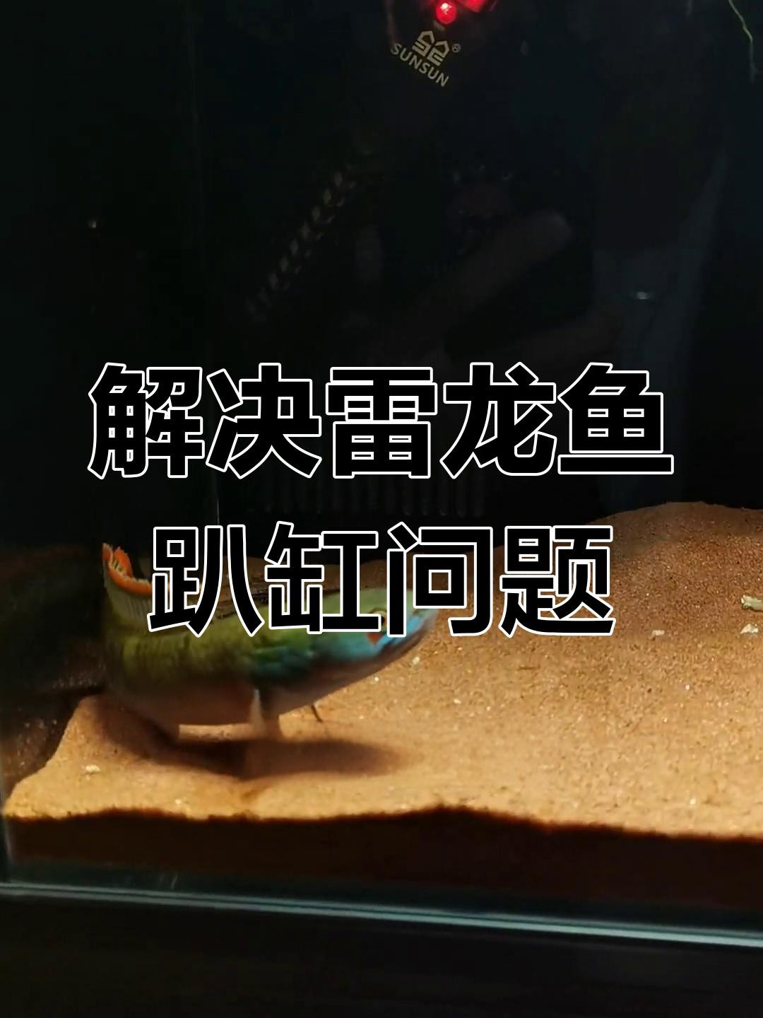 彩虹雷龍趴缸時(shí)應(yīng)該如何處理？，《彩虹雷龍趴缸時(shí)的處理辦法》