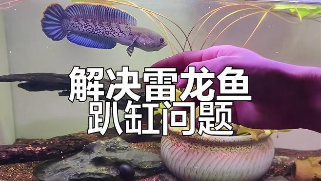 彩虹雷龍趴缸時(shí)應(yīng)該如何處理？，《彩虹雷龍趴缸時(shí)的處理辦法》