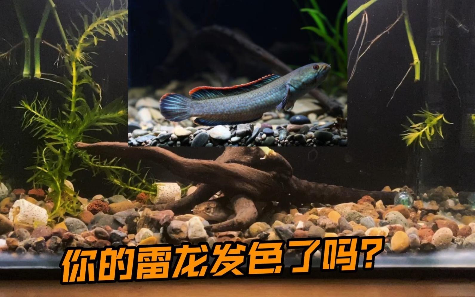 彩虹雷龍趴缸時(shí)應(yīng)該如何處理？，《彩虹雷龍趴缸時(shí)的處理辦法》