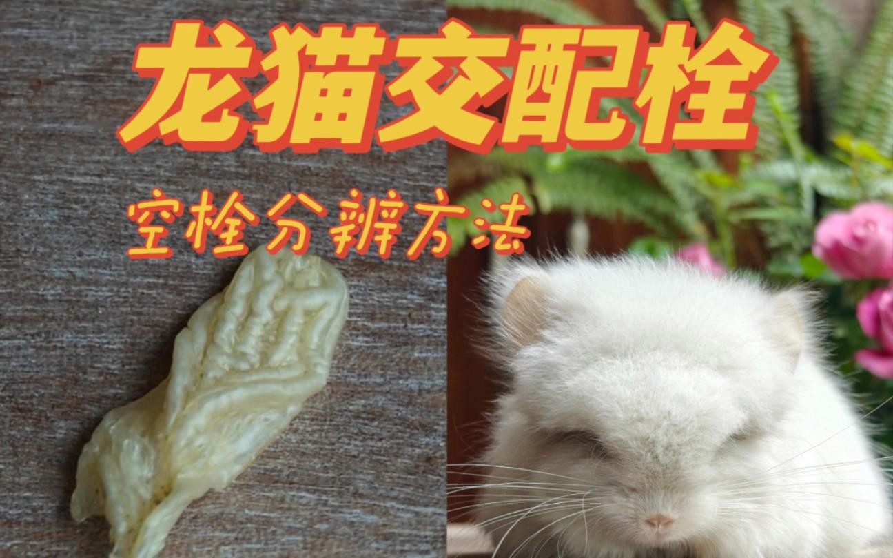 如何判斷龍貓是否成功受孕？，判斷龍貓是否成功受孕可從多方面入手體重變化是重要指標