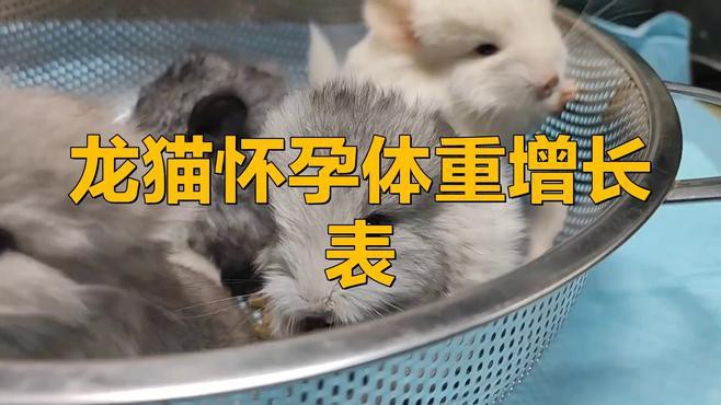 如何判斷龍貓是否成功受孕？，判斷龍貓是否成功受孕可從多方面入手體重變化是重要指標