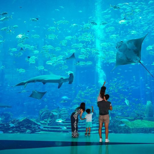 海南藏族自治州水族店，關于海南藏族自治州水族店的綜合整理 海南藏族自治州水族店，關于海南藏族自治州水族店的綜合整理 全國水族館企業名錄 第7張