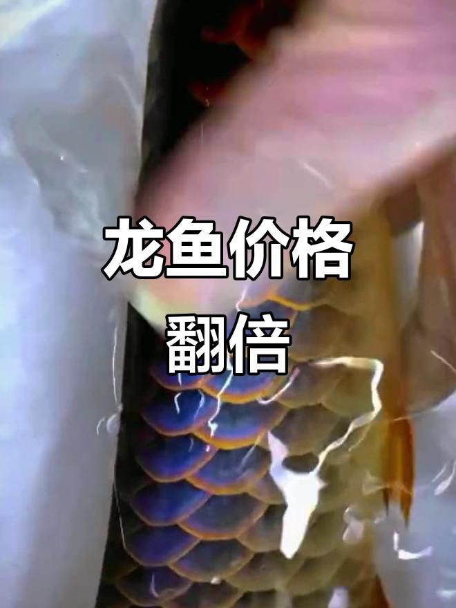 普通龍魚的市場趨勢如何？，《普通龍魚的市場趨勢如何》一分鐘看懂龍魚鄙視鏈