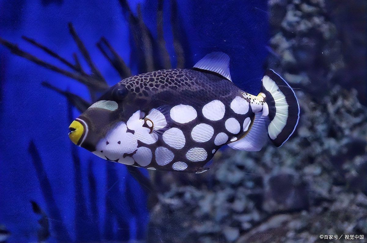米奇魚好養嗎，米奇魚到底有多好養看完這些案例你就會明白