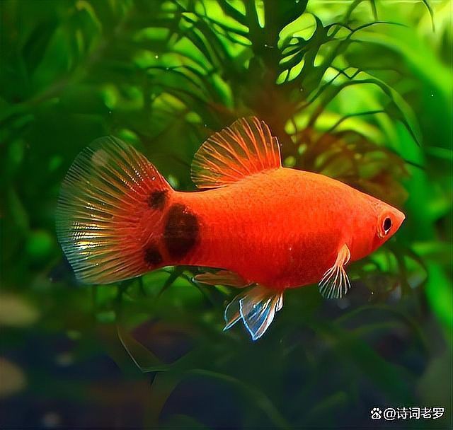 米奇魚好養嗎，米奇魚到底有多好養看完這些案例你就會明白