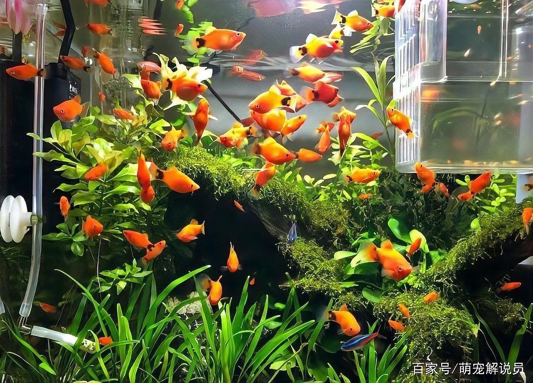 米奇魚好養嗎，米奇魚到底有多好養看完這些案例你就會明白