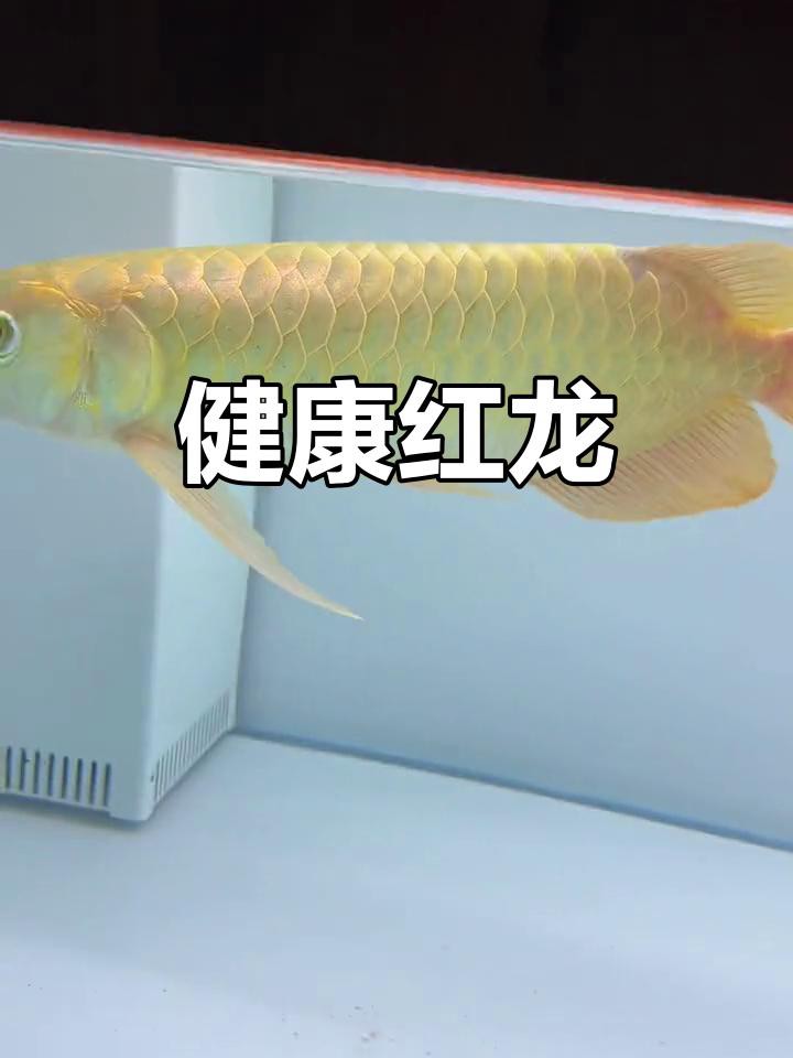如何拍攝紅龍魚最帥的照片？，如何拍攝出紅龍魚最帥的照片