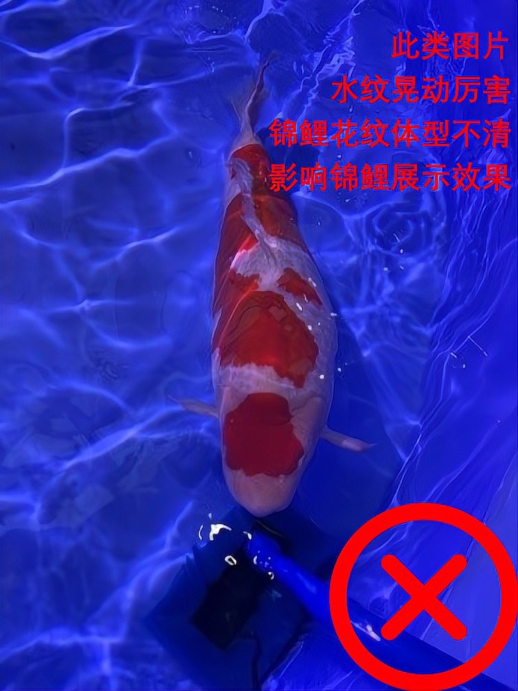 有哪些手機適合拍攝金龍魚？，手機拍攝金龍魚的技巧 有哪些手機適合拍攝金龍魚？，手機拍攝金龍魚的技巧 龍魚論壇 第3張