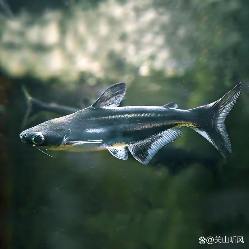 家養小鯊魚，《家養小鯊魚》家養小鯊魚的表格在獨特的表格在獨特的表格