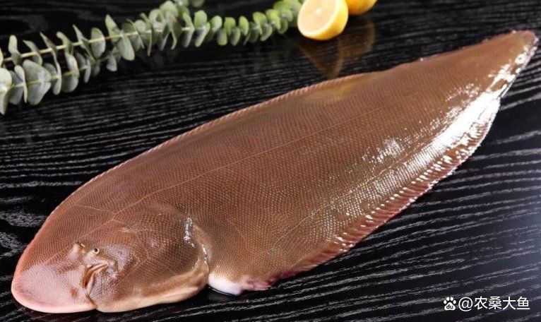 深海龍魚和龍利魚有何區(qū)別，深海龍魚與龍利魚的區(qū)別，看清別被“坑”了美食小沫