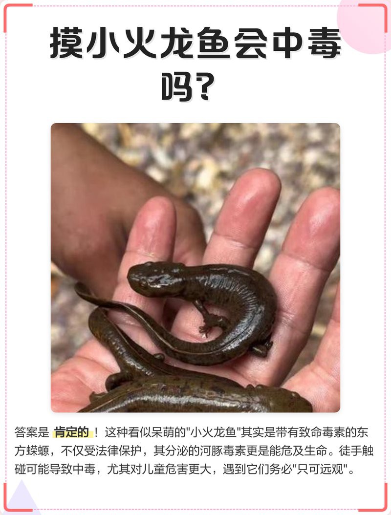 如何判斷小火龍魚是否健康？，判斷小火龍魚是否健康需綜合多方面考量