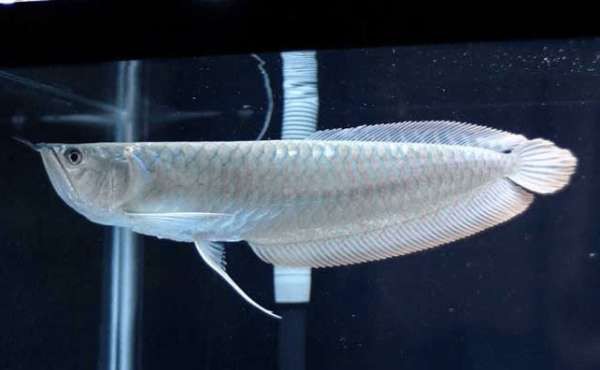如何判斷金龍魚圖片是否適合放大？，判斷金龍魚圖片是否適合放大，需綜合考量多個(gè)因素