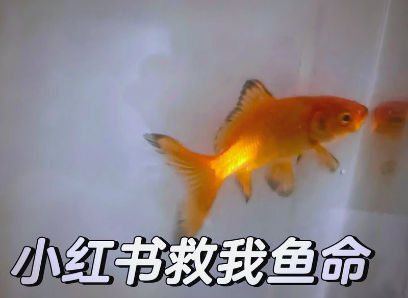 24K金龍魚褪色后還能恢復嗎？，24k金龍魚褪色后能否恢復 24K金龍魚褪色后還能恢復嗎？，24k金龍魚褪色后能否恢復 龍魚論壇 第10張