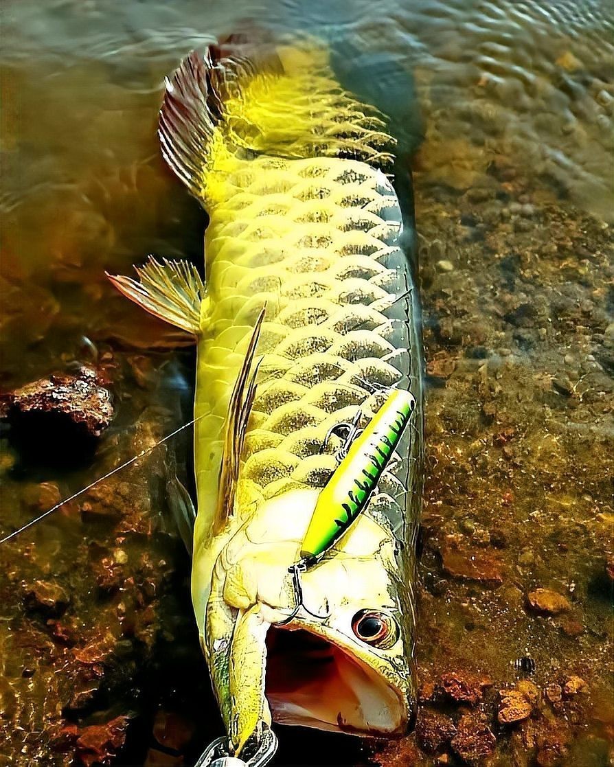 24K金龍魚褪色后還能恢復嗎？，24k金龍魚褪色后能否恢復 24K金龍魚褪色后還能恢復嗎？，24k金龍魚褪色后能否恢復 龍魚論壇 第1張