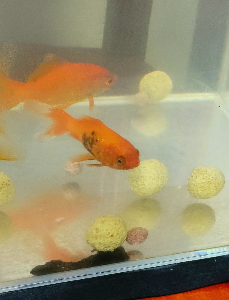 24K金龍魚褪色后還能恢復嗎？，24k金龍魚褪色后能否恢復 24K金龍魚褪色后還能恢復嗎？，24k金龍魚褪色后能否恢復 龍魚論壇 第3張