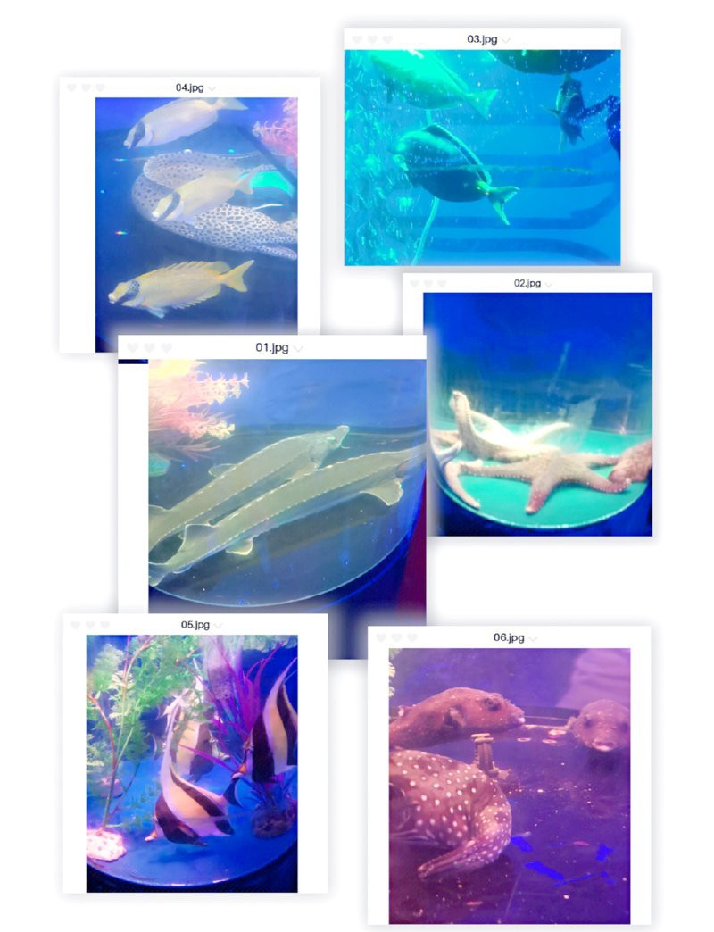 廣安區水族店，廣安市廣安區鳳凰龍魚水族生活館為何注銷博悅水族館