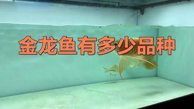 如何辨別金龍魚觀賞魚的品種和品相？，如何區分金龍魚品種與品相 如何辨別金龍魚觀賞魚的品種和品相？，如何區分金龍魚品種與品相 龍魚百科 第3張