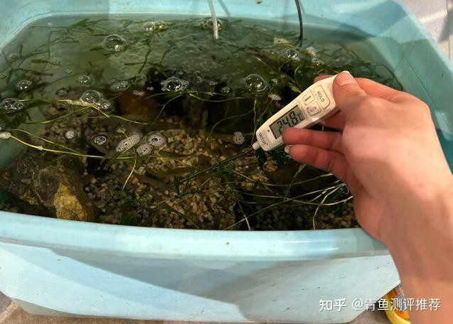 什么牌子的加熱棒質量好，伊罕(eheim)eheim)eheim) 什么牌子的加熱棒質量好，伊罕(eheim)eheim)eheim) 龍魚論壇 第2張