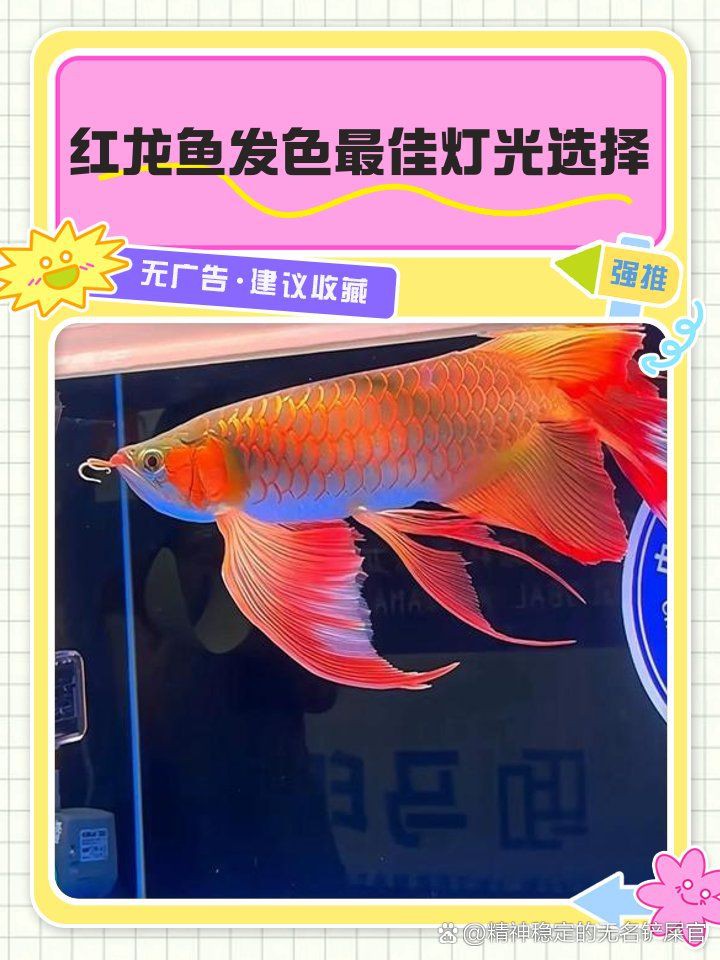 紅龍照明效果最佳方案，養(yǎng)紅龍魚用什么增色燈好看