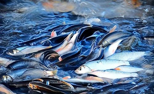 內(nèi)蒙古淡水魚一覽表，內(nèi)蒙古水域中占有特殊地位的淡水魚類資源 內(nèi)蒙古淡水魚一覽表，內(nèi)蒙古水域中占有特殊地位的淡水魚類資源 龍魚論壇 第1張