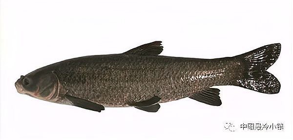 內(nèi)蒙古淡水魚一覽表，內(nèi)蒙古水域中占有特殊地位的淡水魚類資源 內(nèi)蒙古淡水魚一覽表，內(nèi)蒙古水域中占有特殊地位的淡水魚類資源 龍魚論壇 第2張