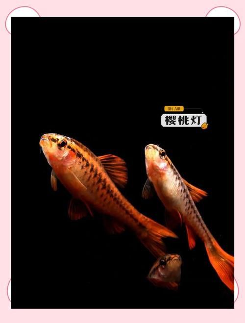 玫瑰魚仔圖片，“玫瑰魚仔圖片”聚焦于展現玫瑰魚幼體的形態與色彩魅力