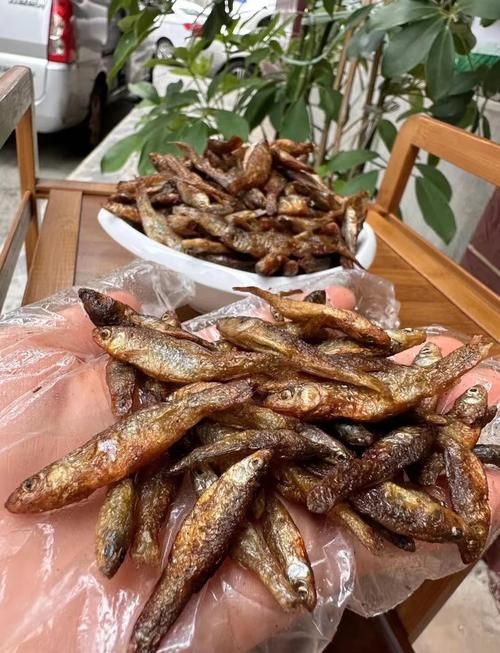 玫瑰魚仔圖片，“玫瑰魚仔圖片”聚焦于展現玫瑰魚幼體的形態與色彩魅力