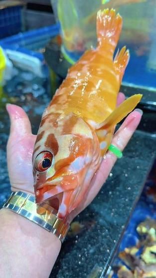 玫瑰魚仔圖片，“玫瑰魚仔圖片”聚焦于展現玫瑰魚幼體的形態與色彩魅力