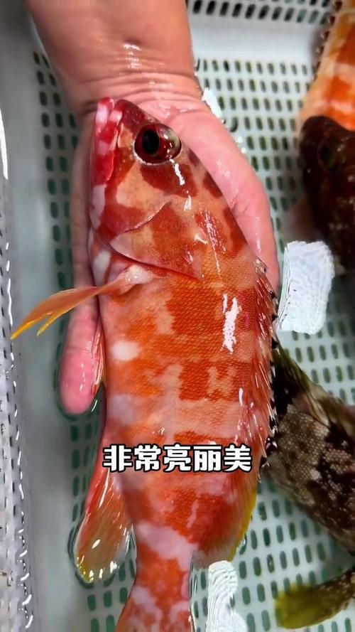 玫瑰魚仔圖片，“玫瑰魚仔圖片”聚焦于展現玫瑰魚幼體的形態與色彩魅力