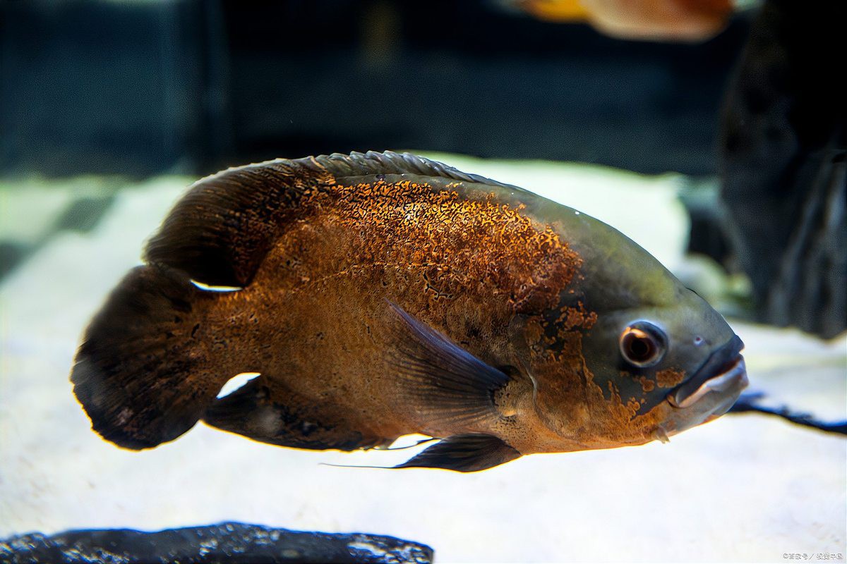 佛羅里達地圖魚怎么養，佛羅里達地圖魚的飼養指南