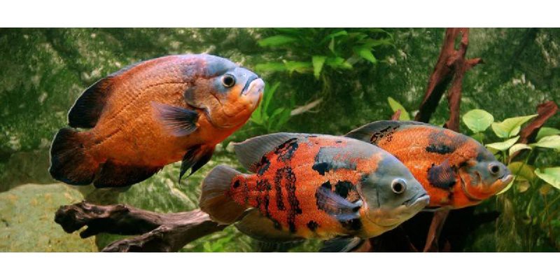 佛羅里達地圖魚怎么養，佛羅里達地圖魚的飼養指南