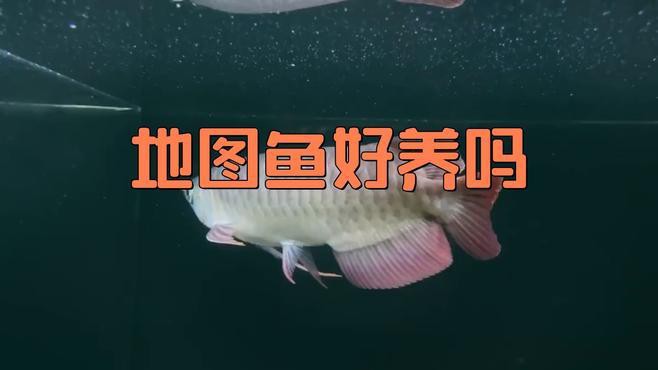 佛羅里達地圖魚怎么養，佛羅里達地圖魚的飼養指南 佛羅里達地圖魚怎么養，佛羅里達地圖魚的飼養指南 龍魚論壇 第4張