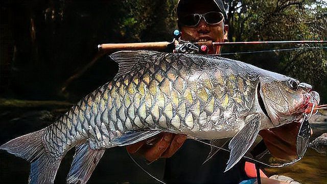 人工養殖的紅龍魚可以食用嗎？，“人工養殖的紅龍魚是否可以食用”