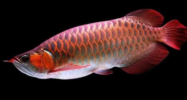 人工養殖的紅龍魚可以食用嗎？，“人工養殖的紅龍魚是否可以食用”