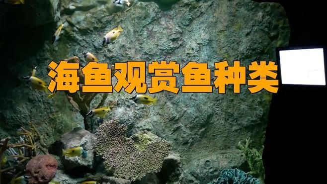 海水觀賞魚色彩特點，《海水觀賞魚色彩特點》海水觀賞魚以其絢麗多彩的體色聞名于世