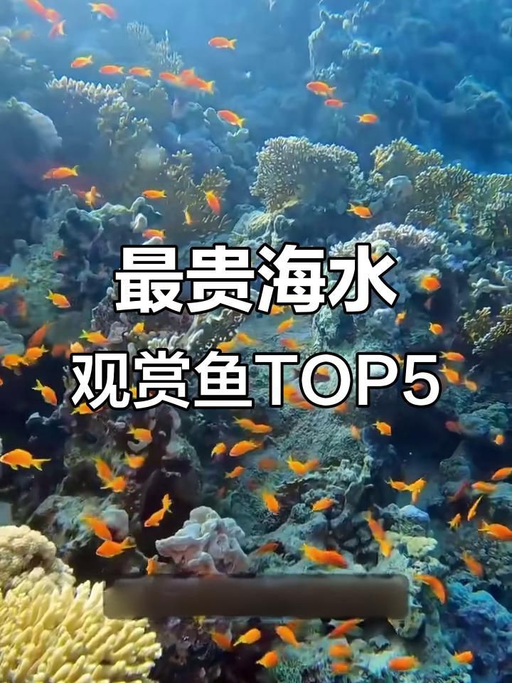 海水觀賞魚色彩特點，《海水觀賞魚色彩特點》海水觀賞魚以其絢麗多彩的體色聞名于世