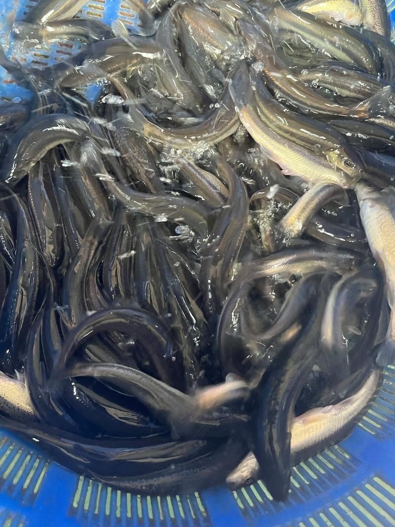 柳丁魚圖片大全，“柳丁魚圖片大全”聚焦于展示各類柳丁魚的視覺影像資料 柳丁魚圖片大全，“柳丁魚圖片大全”聚焦于展示各類柳丁魚的視覺影像資料 龍魚百科 第11張