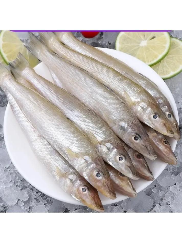 柳丁魚圖片大全，“柳丁魚圖片大全”聚焦于展示各類柳丁魚的視覺影像資料 柳丁魚圖片大全，“柳丁魚圖片大全”聚焦于展示各類柳丁魚的視覺影像資料 龍魚百科 第12張