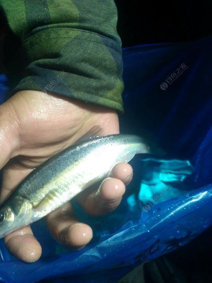 柳丁魚圖片大全，“柳丁魚圖片大全”聚焦于展示各類柳丁魚的視覺影像資料 柳丁魚圖片大全，“柳丁魚圖片大全”聚焦于展示各類柳丁魚的視覺影像資料 龍魚百科 第31張