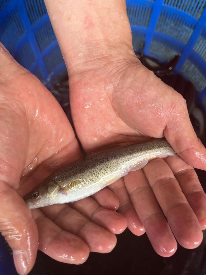 柳丁魚圖片大全，“柳丁魚圖片大全”聚焦于展示各類柳丁魚的視覺影像資料 柳丁魚圖片大全，“柳丁魚圖片大全”聚焦于展示各類柳丁魚的視覺影像資料 龍魚百科 第13張