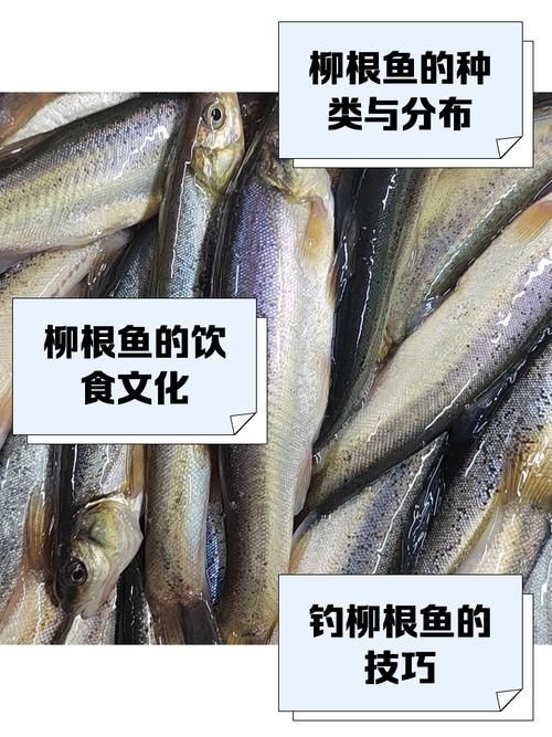 柳丁魚圖片大全，“柳丁魚圖片大全”聚焦于展示各類柳丁魚的視覺影像資料 柳丁魚圖片大全，“柳丁魚圖片大全”聚焦于展示各類柳丁魚的視覺影像資料 龍魚百科 第6張